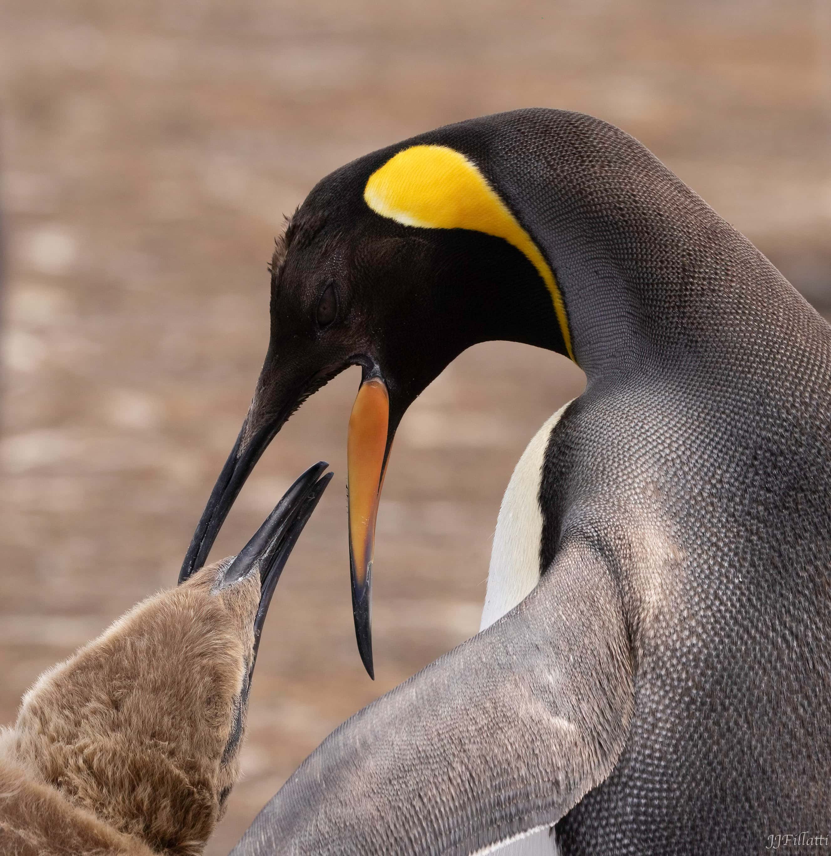 bird of the falklands image 11